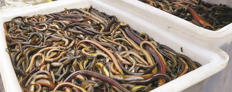 農村黃鱔養殖效益分析