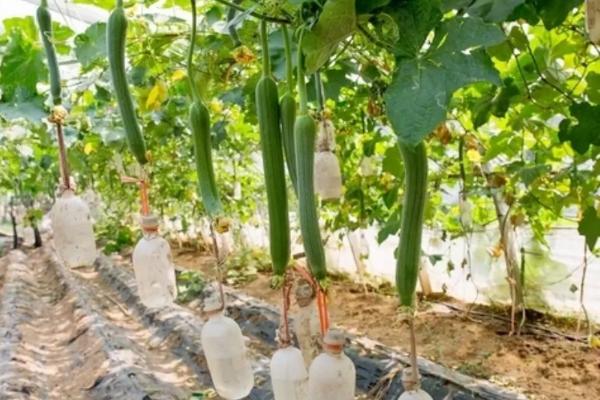 絲瓜一畝利潤是多少