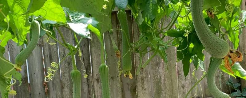 絲瓜一畝利潤是多少