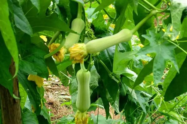 絲瓜一畝利潤是多少