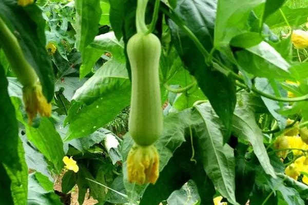 絲瓜一畝利潤是多少