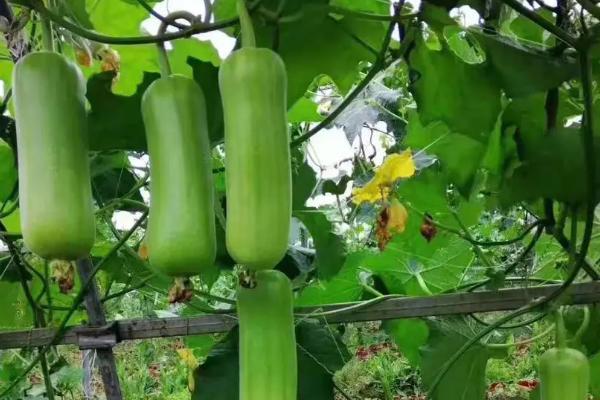 絲瓜一畝利潤是多少