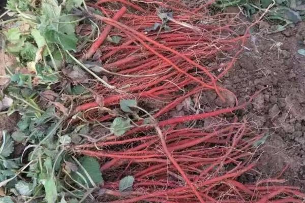 種植一畝丹參利潤多少