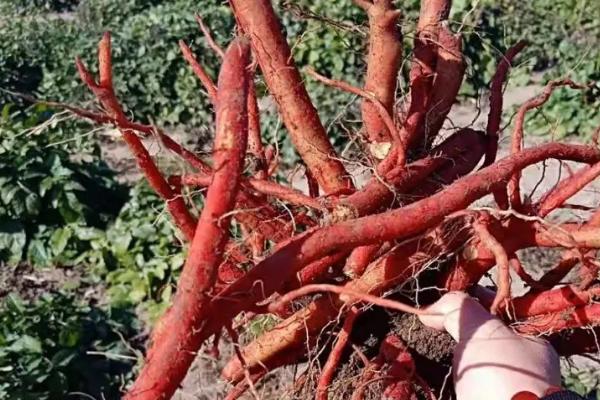 種植一畝丹參利潤多少