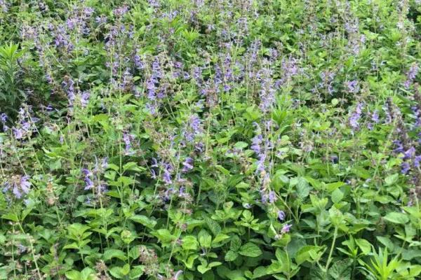 種植一畝丹參利潤多少