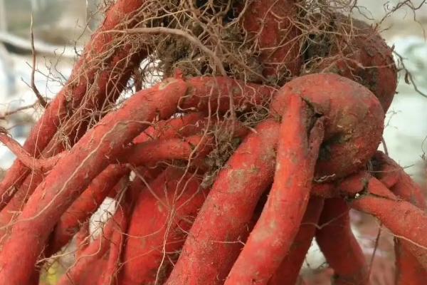 種植一畝丹參利潤多少