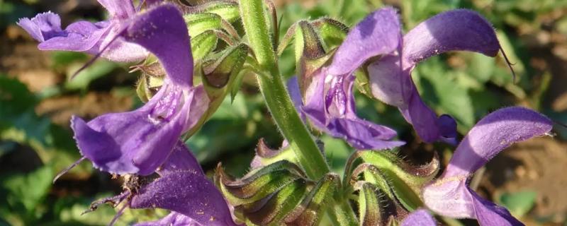 種植一畝丹參利潤多少