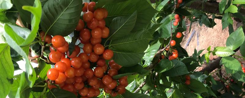 車厘子的栽培技術