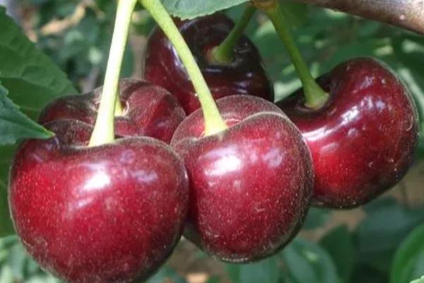 車厘子的栽培技術