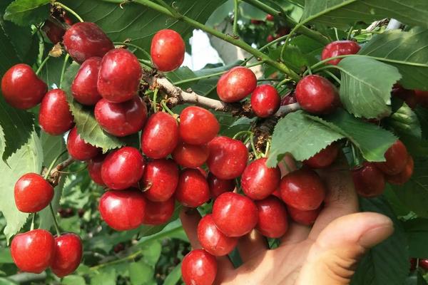 車厘子的栽培技術