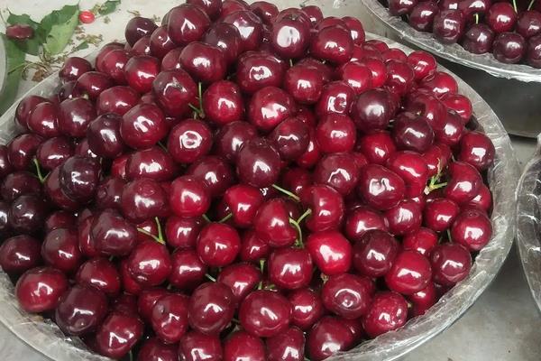 車厘子的栽培技術