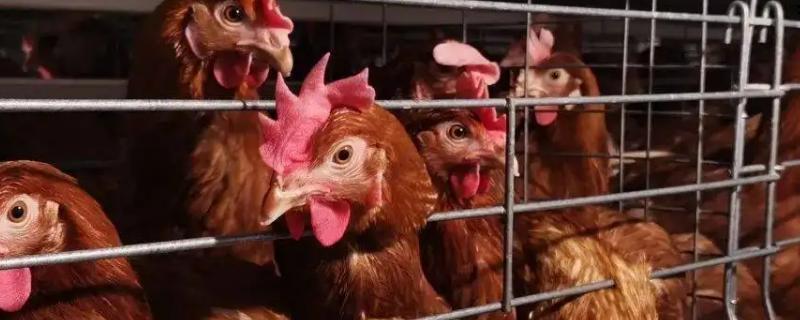 養(yǎng)蛋雞1000只利潤和成本