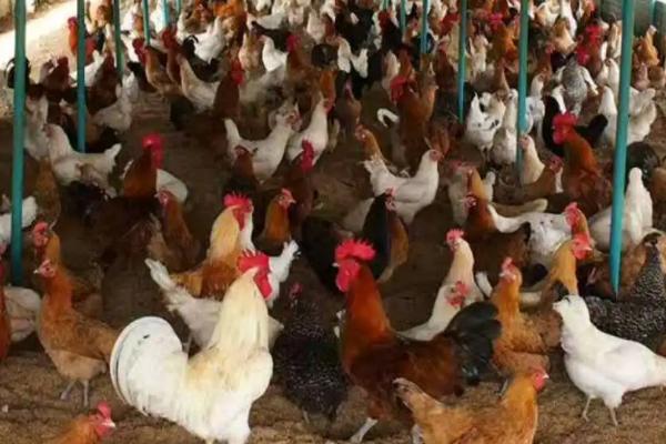 養蛋雞1000只利潤和成本