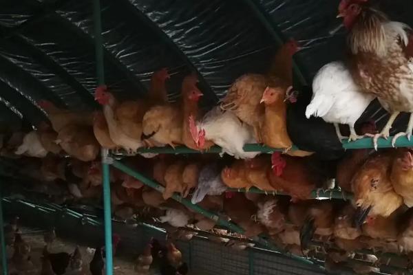 養蛋雞1000只利潤和成本