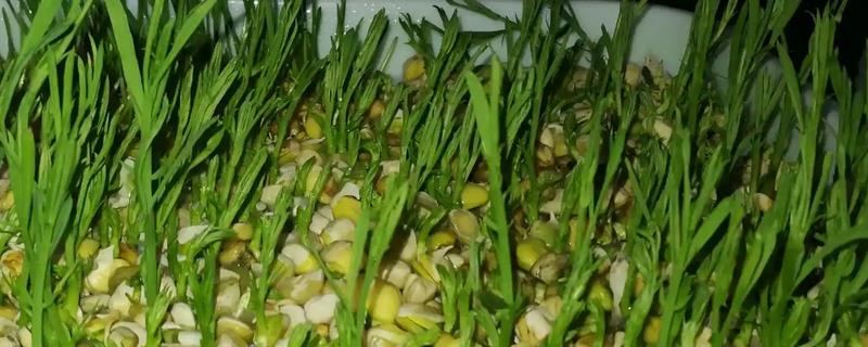 松柳的種植流程