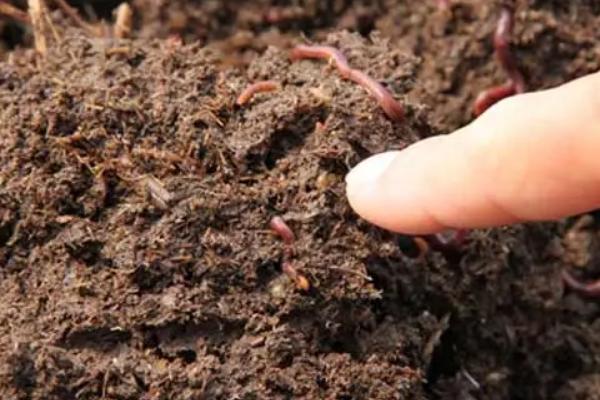 養殖蚯蚓一畝利潤多少