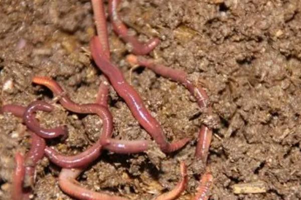 養殖蚯蚓一畝利潤多少