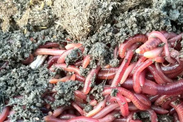 養殖蚯蚓一畝利潤多少