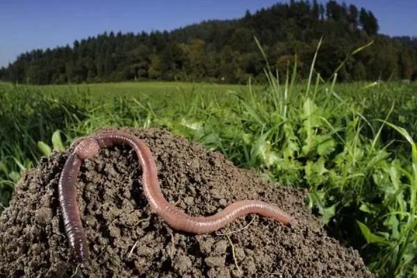 養殖蚯蚓一畝利潤多少