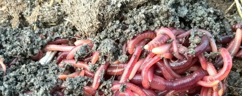 養(yǎng)殖蚯蚓一畝利潤(rùn)多少