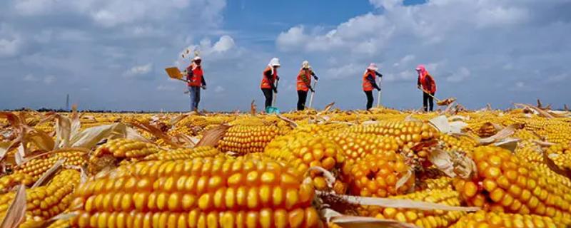 50畝地種玉米一年能掙多少