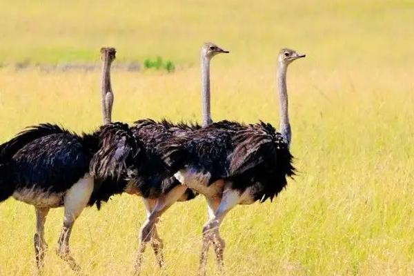 一只鴕鳥要多少元