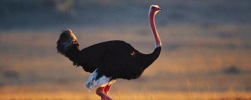 一只鴕鳥(niǎo)要多少元