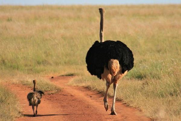 一只鴕鳥要多少元