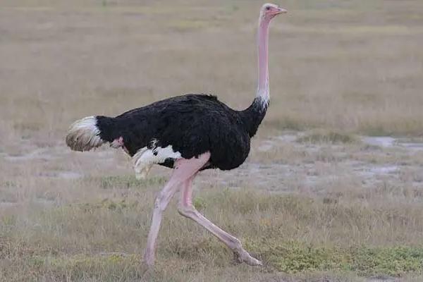 一只鴕鳥要多少元