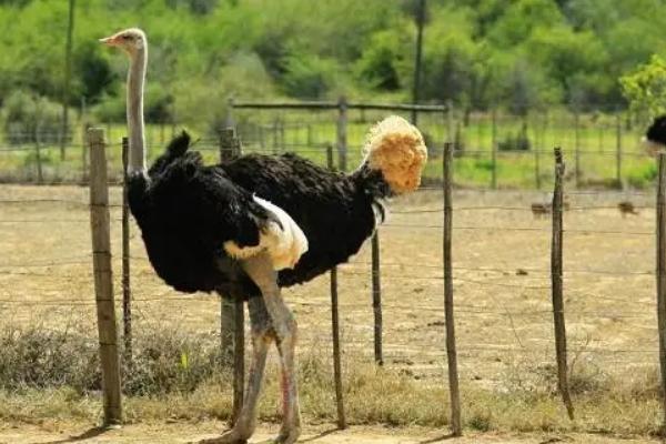 一只鴕鳥要多少元