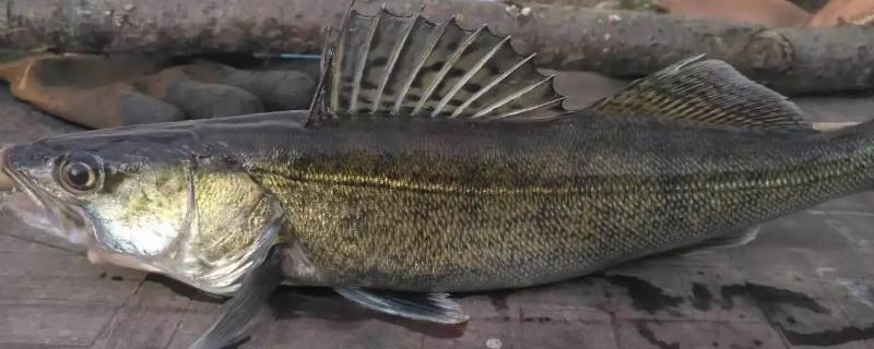 養殖淡水鱸魚一畝的利潤和成本