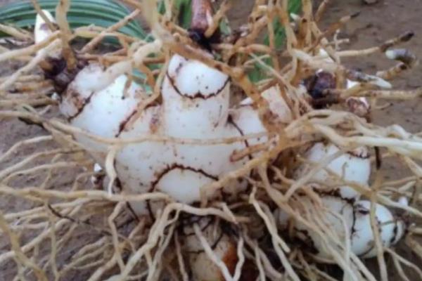 種白芨一畝要多少成本