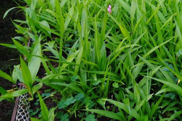 種白芨一畝要多少成本