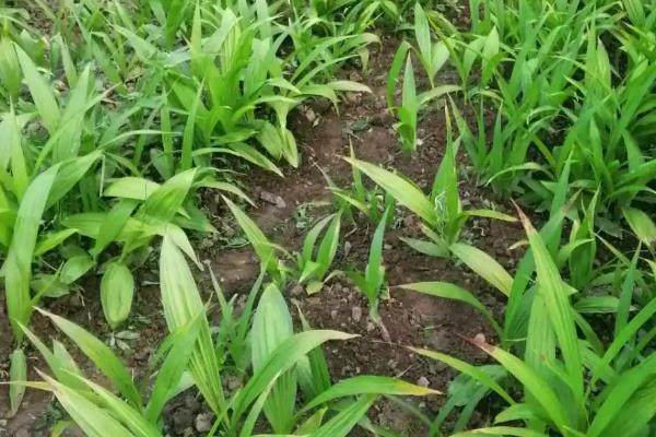 種白芨一畝要多少成本