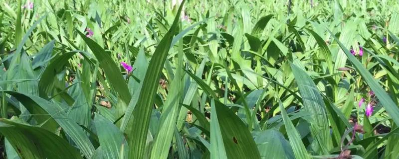 種白芨一畝要多少成本