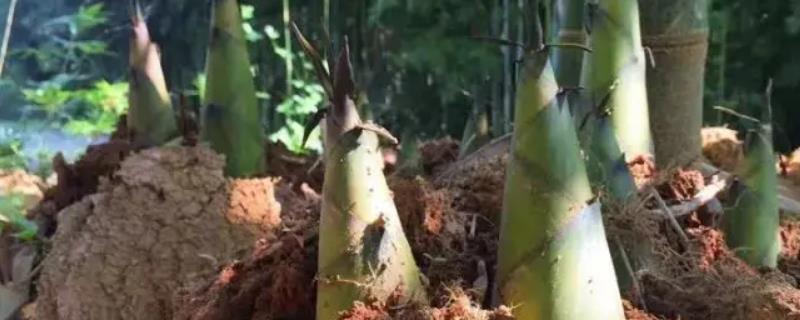 一畝竹筍種植利潤多少