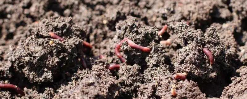 養蚯蚓一畝一個月利潤多少