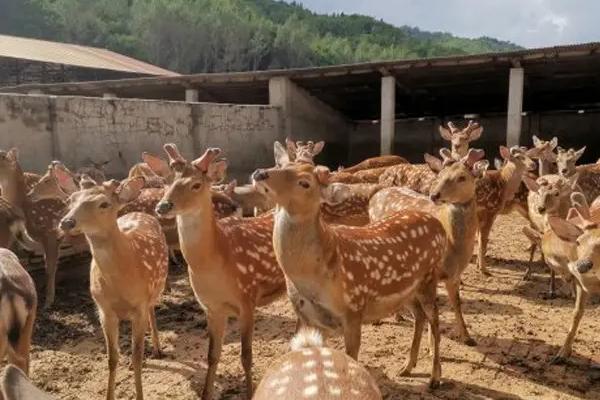 養(yǎng)梅花鹿的利潤與成本