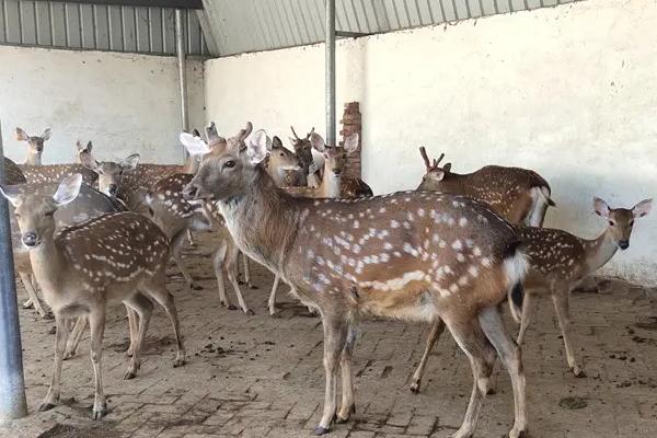 養(yǎng)梅花鹿的利潤與成本