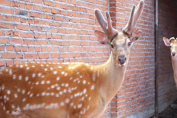 養(yǎng)梅花鹿的利潤與成本