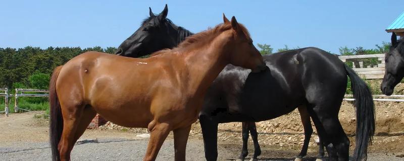 養(yǎng)馬一年的費(fèi)用是多少