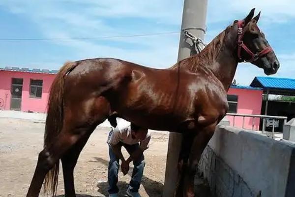 養(yǎng)馬一年的費(fèi)用是多少