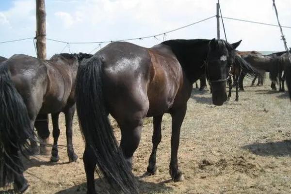 養(yǎng)馬一年的費(fèi)用是多少