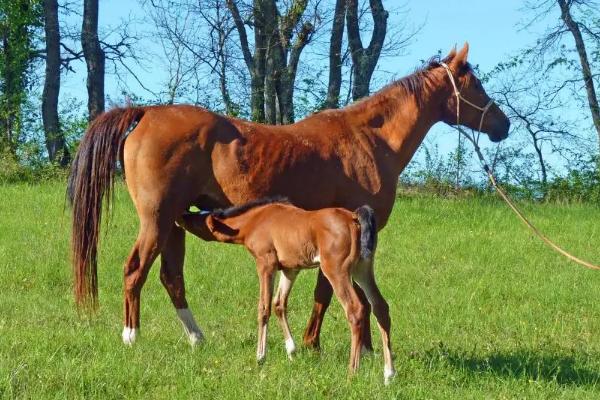 養(yǎng)馬一年的費(fèi)用是多少