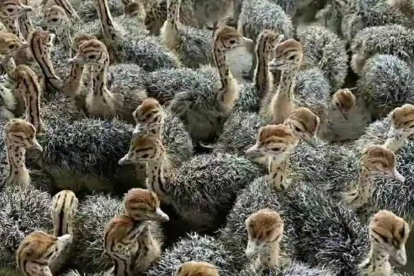 養鴕鳥的利潤是多少一只能賺多少