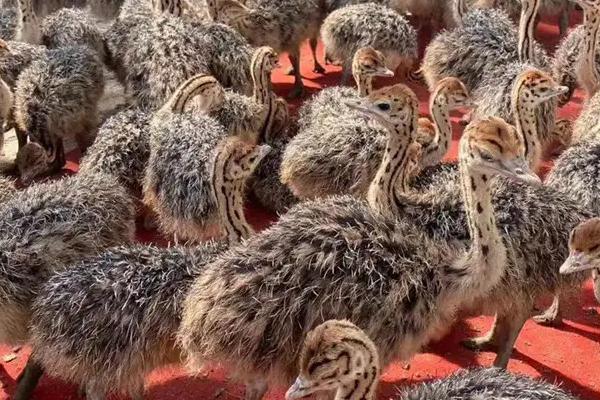 養鴕鳥的利潤是多少一只能賺多少