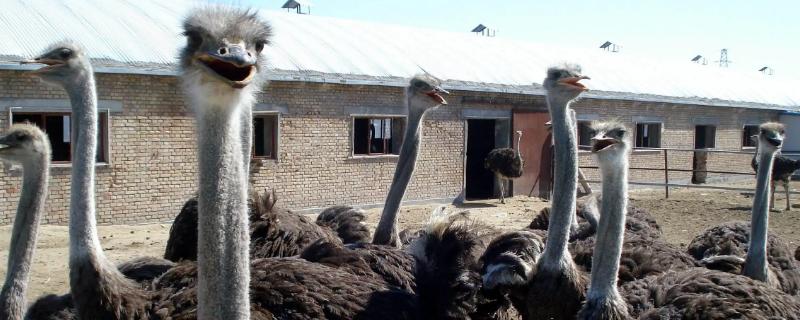 養(yǎng)鴕鳥(niǎo)的利潤(rùn)是多少一只能賺多少