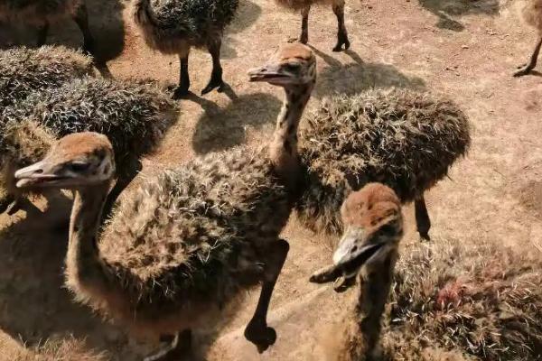 養鴕鳥的利潤是多少一只能賺多少