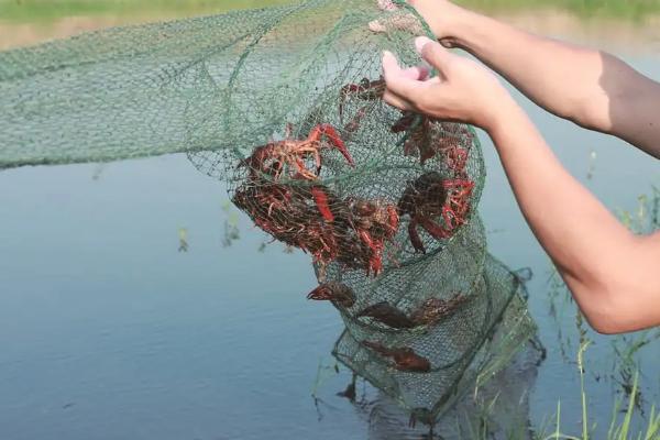 一畝小龍蝦一年賺多少