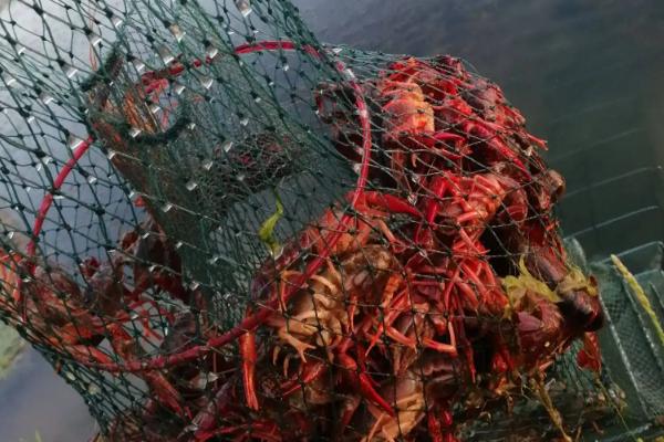 一畝小龍蝦一年賺多少